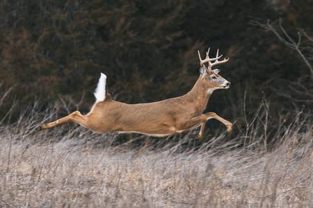 Hirsch in der Wildnis