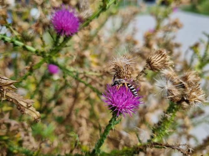Gelbbindige_Furchenbiene auf lila Distelblüte