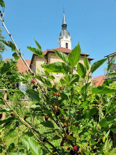 Maulbeeren mit Kirche als Hintergrund