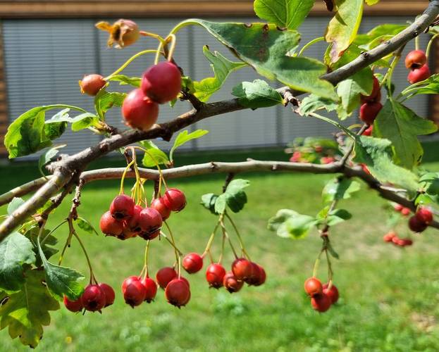 Weissdorn (Frucht)