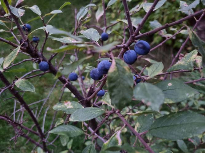 Schlehe (Frucht)