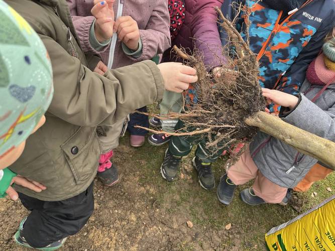 Foto der Pflanzaktion. Den Kindern werden die verzweigten Wurzeln des Apfelbaums gezeigt