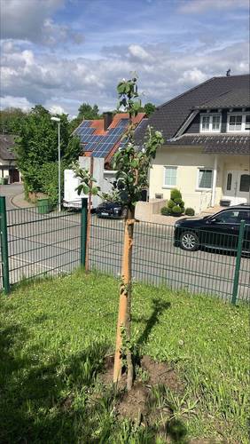 Foto eines der gepflanzten Apfelbäume