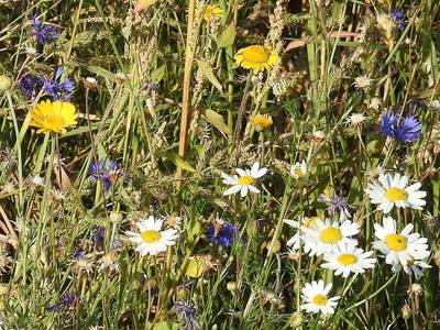 Quelle: Carolin Zimmermann / NABU naturgucker Foto einer Wildblumenwiese