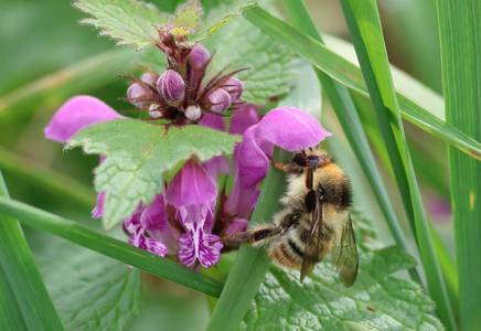 Quelle: Karin Herr / NABU-naturgucker.de Foto einer Wildbiene auf einer violetten Taubnessel