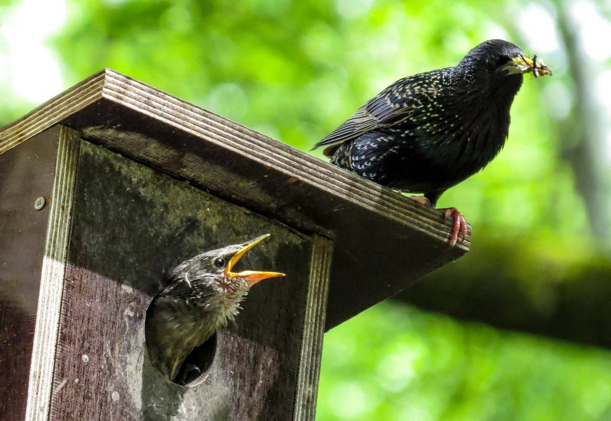 Foto eines Star-Jungen in einem Vogelhäuschen und eines Stars mit Futter im Schnabel darauf
