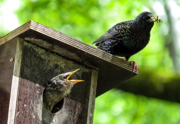 Quelle: Pixabay.com / G. C., Pixabay Inhaltslizenz Foto eines Star-Jungen in einem Vogelhäuschen und eines Stars mit Futter im Schnabel darauf