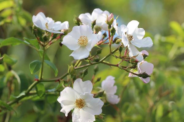 Foto einer Bibernell-Rose mit weißen Blüten in Nahaufnahme