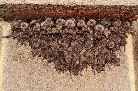 Quelle: NABU-naturgucker.de, CC-BY-SA Foto einer Kolonie von Fledermäusen im Dachgiebel, Wärmeglocke
