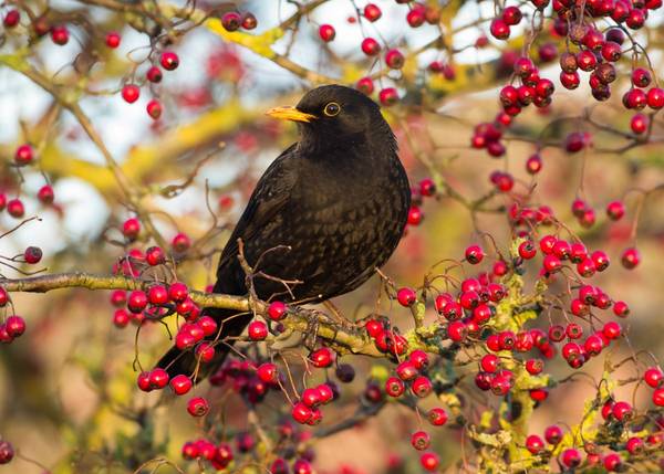 Quelle: S.R.Miller/AdobeStock Foto einer Amsel, in einem Strauch mit roten Früchten
