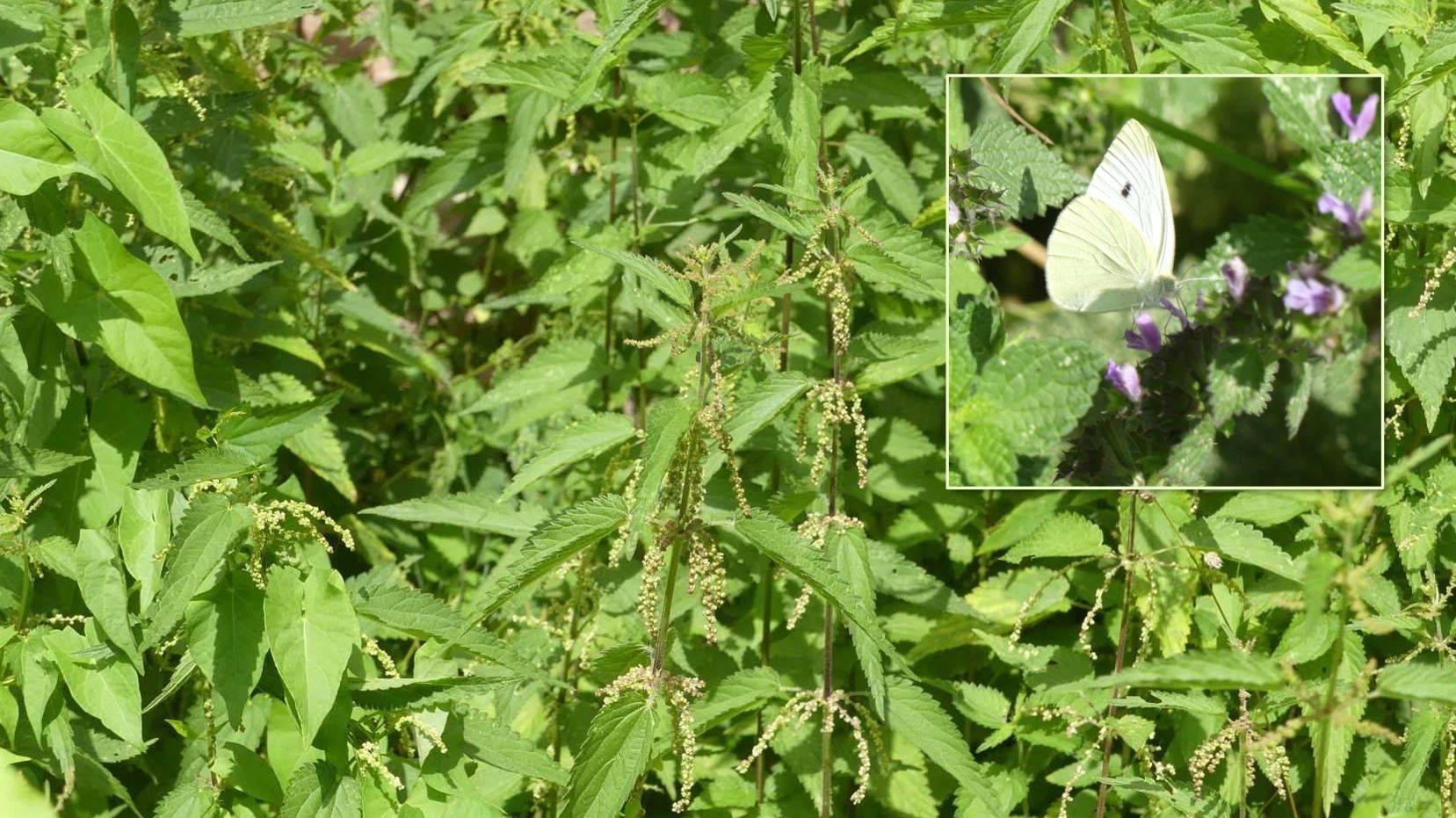Nahaufnahme von Brennesseln, darauf ein weißer Schmetterling